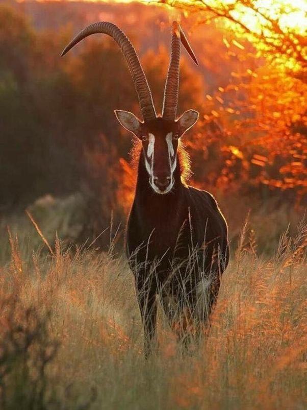 Weltevreden Game Lodge Bloemfontein Eksteriør billede