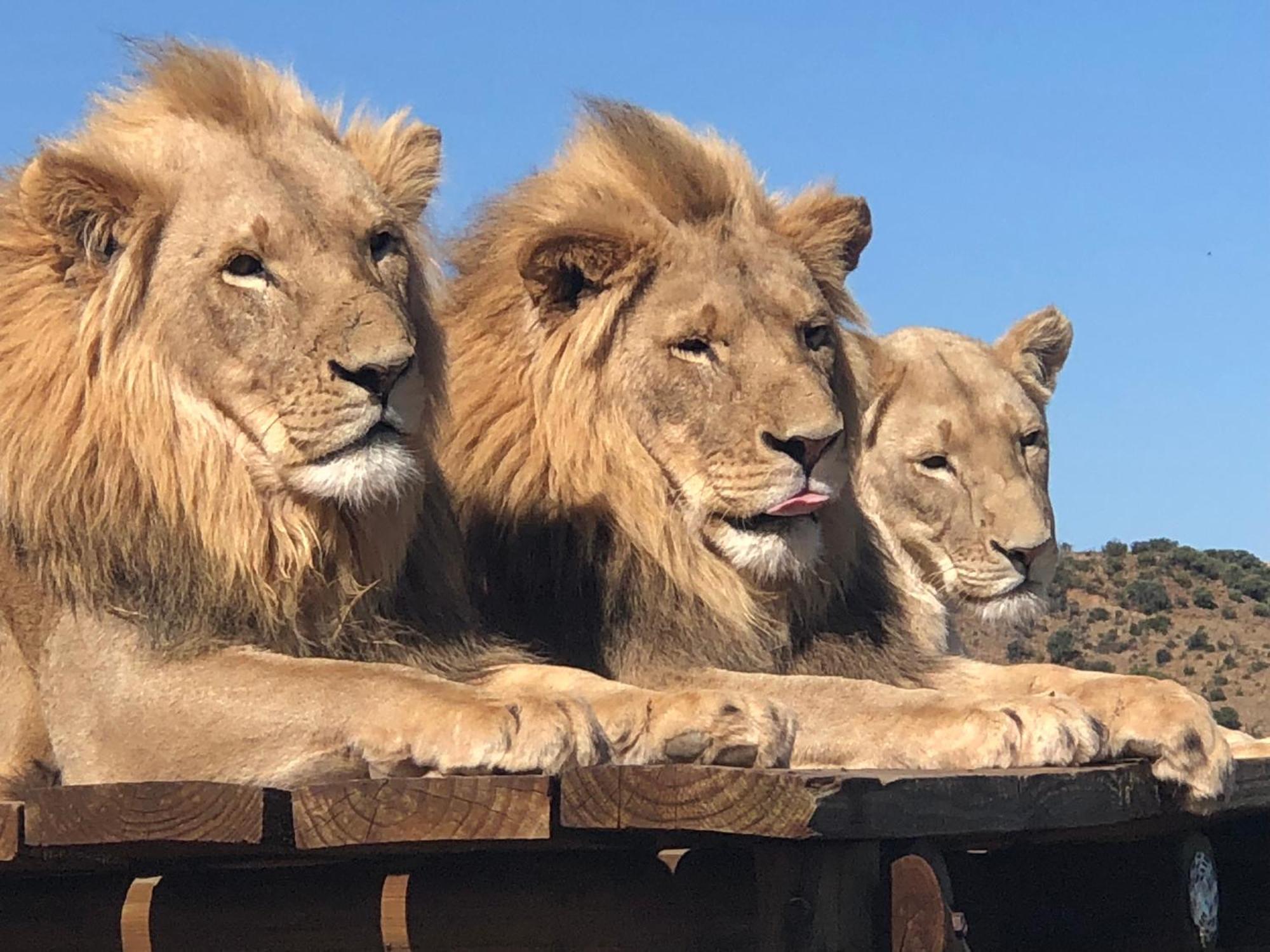 Weltevreden Game Lodge Bloemfontein Eksteriør billede